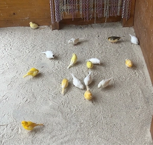 Kanarienvögel