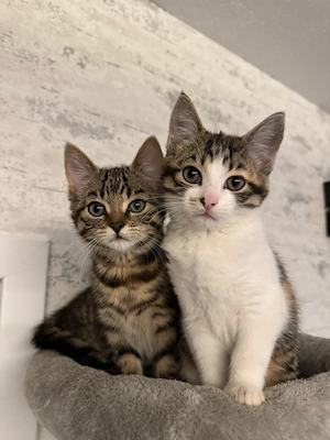 Katzenbaby Kitten Mischlingskitten suchen ein zuhause 