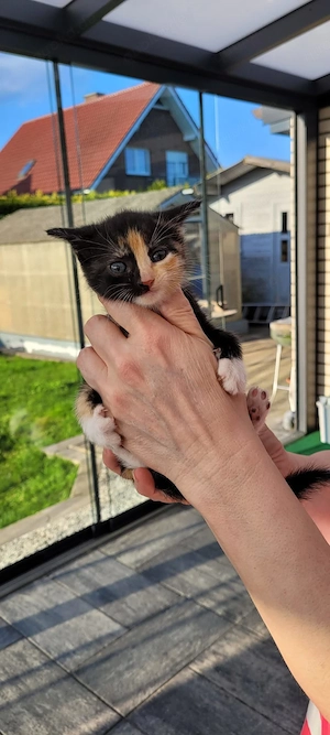 babykatze zu verkaufen 