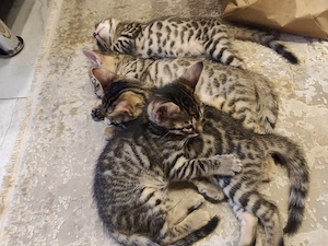 Bengal Katzenbabys 
