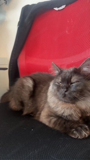 mischling katze 
