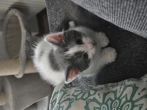Katzenbabys, 2 Kitten
