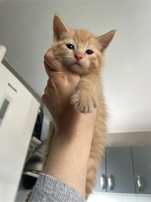 rothaarige Kater 16 Wochen alt
