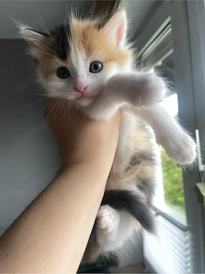 kleine süße Babykatzen