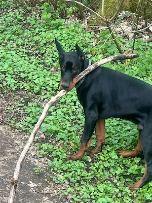 5 Monate alter Dobermannrüde in gute Hände abzugeben 