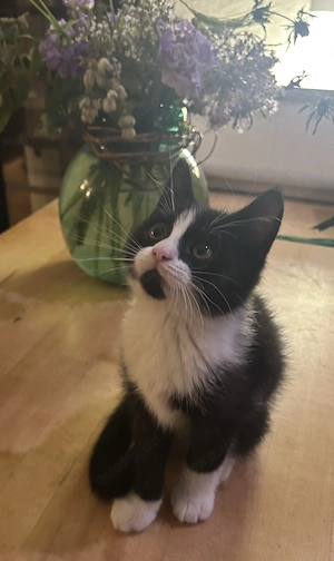 Zauberhafte Kitten vom 14.März 2026 aus BKH - Bengal Mix Katze und EKH Kater