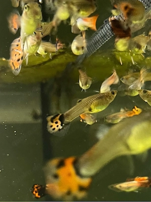 Gubbys männlich & weiblich