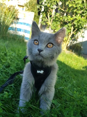 Britisch Langhaar Britisch Kurzhaar Kater Katze
