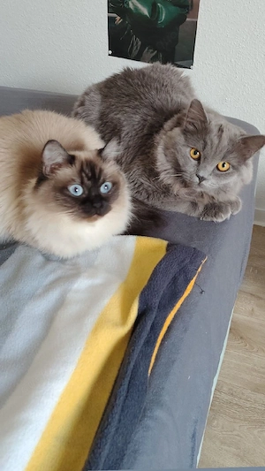 Britisch Langhaar Britisch Kurzhaar (Deckkater zu verkaufen)