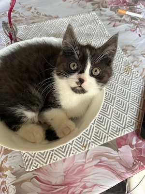     Süßer British-Kurzhaar Mix Kater sucht liebevolles Zuhause