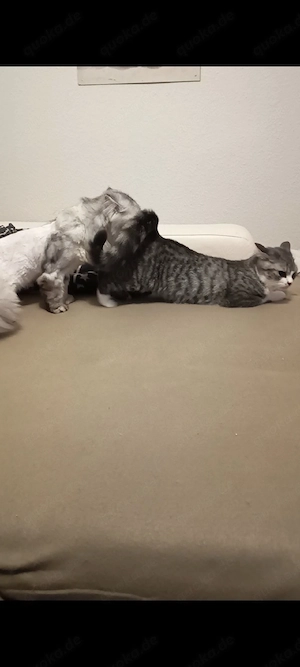 Deckkater zu verkaufen     