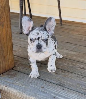 Süße kleine französische Bulldoggen Welpen für neue Häuser verfügbar. Bild 7