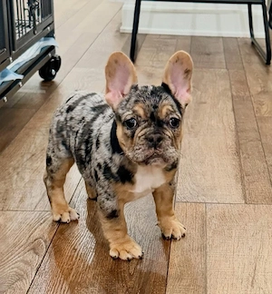 Süße kleine französische Bulldoggen Welpen für neue Häuser verfügbar. Bild 6