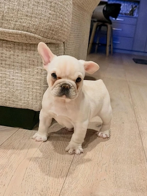 Süße kleine französische Bulldoggen Welpen für neue Häuser verfügbar. Bild 8