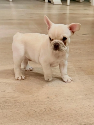 Süße kleine französische Bulldoggen Welpen für neue Häuser verfügbar. Bild 5