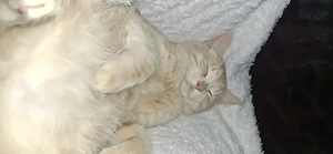 kater 10 monate alt
