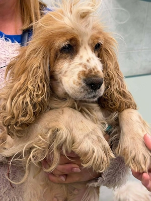 Marlie - wer schenkt ihr ein neues Leben? Bild 5