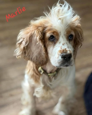 Marlie - wer schenkt ihr ein neues Leben?