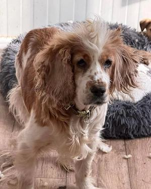 Marlie - wer schenkt ihr ein neues Leben? Bild 3