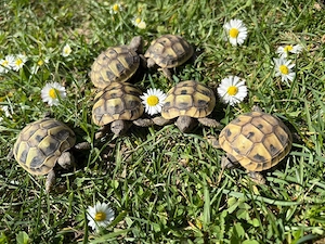 Griechische Landschildkröten 