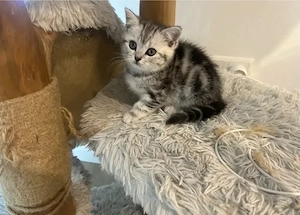 BKH Britisch Kurzhaar Kitten Babys 
