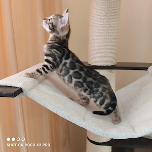 Wunderschönes Bengal Mädchen mit Stammbaum.