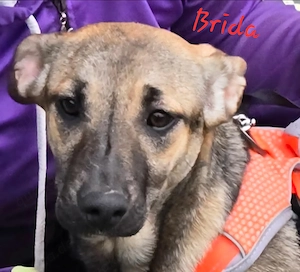 Brida - auf der Suche nach dem Hunde-ABC