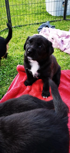 Rottweiler- Mix Welpen suchen neues Zuhause! 