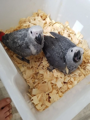Graupapagei sucht neues Zuhause