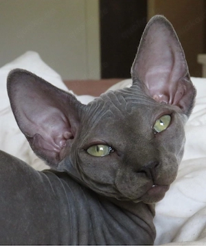 sphynx kitten, ein mädchen und junge frei 