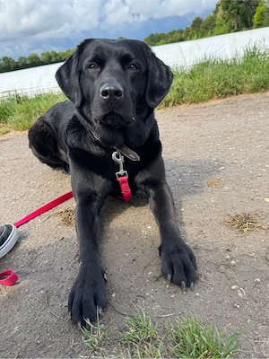 Labrador Hündin 3 jahre 