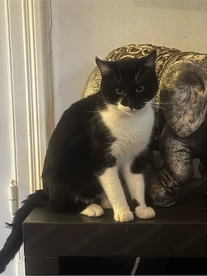 kater abzugeben 