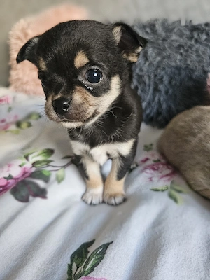 Typvolle Chihuahua Hündin Liloha sucht liebevolles Zuhause 