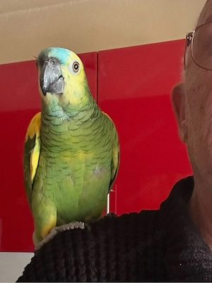 Blaustirn Amazone zu Verkaufen