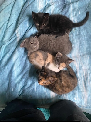 süsse kitten suchen ein liebevolles zuhause   