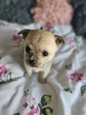 Typvoller Chihuahua-Rüde Buddy sucht liebevolles Zuhause ab Mitte Juni