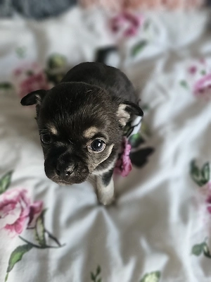 Kräftiger Chihuahua-Rüde Spike sucht liebevolles Zuhause 