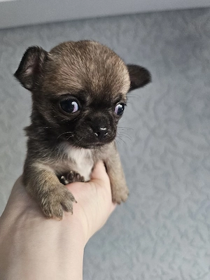 Typvoller Mini Chihuahua Rüde in Brack Brindle ab Mitte Juni abzugeben