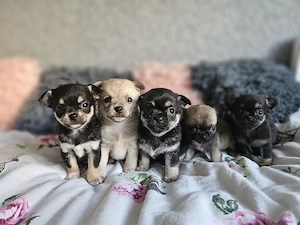 Typvolle Chihuahua Welpen ab Mitte Juni abzugeben 