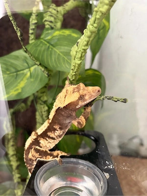 Correlophus ciliatus kronengecko harlequin mit terrarium