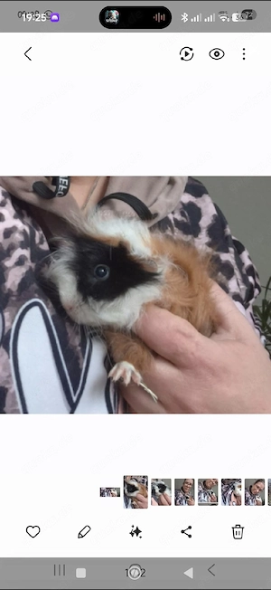 Wer kennt diese Meerschweinchen   Lunkarya 