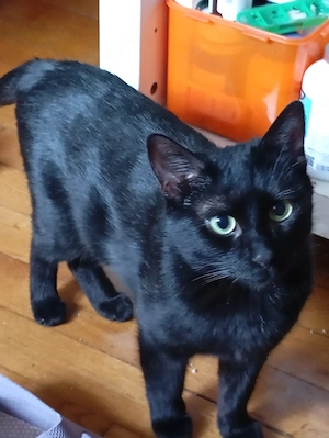 Ellie   junge Katze sucht Zuhause mit Zweitkatze (München)
