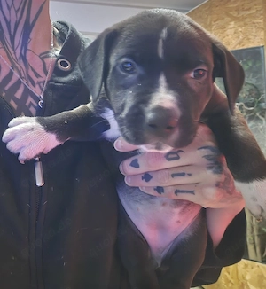Border Collie pointer bulldoggen mix Welpen 