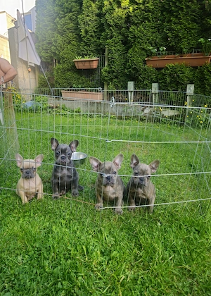 Französische Bulldogge Welpen Fluffy Träger 
