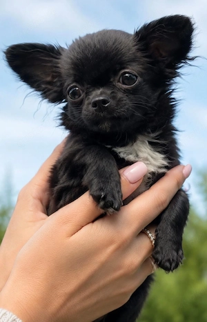 Chihuahua Mädchen mit Ahnentafel 