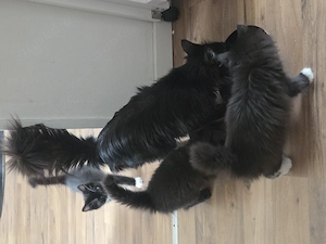 Maine Coon Mix Kitten