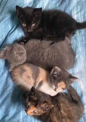 süsse kitten suchen ein liebevolles zuhause   
