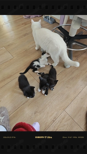 4 Kleine Kätzchen Bild 5