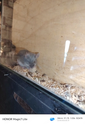 Mäuse (männlichen) 4 Monate alt 
