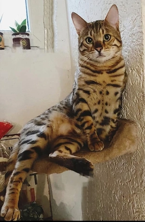Bengal Kater
